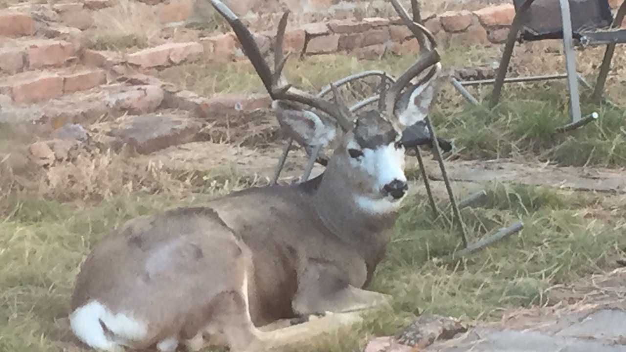 Photo of Others in Woodland Park