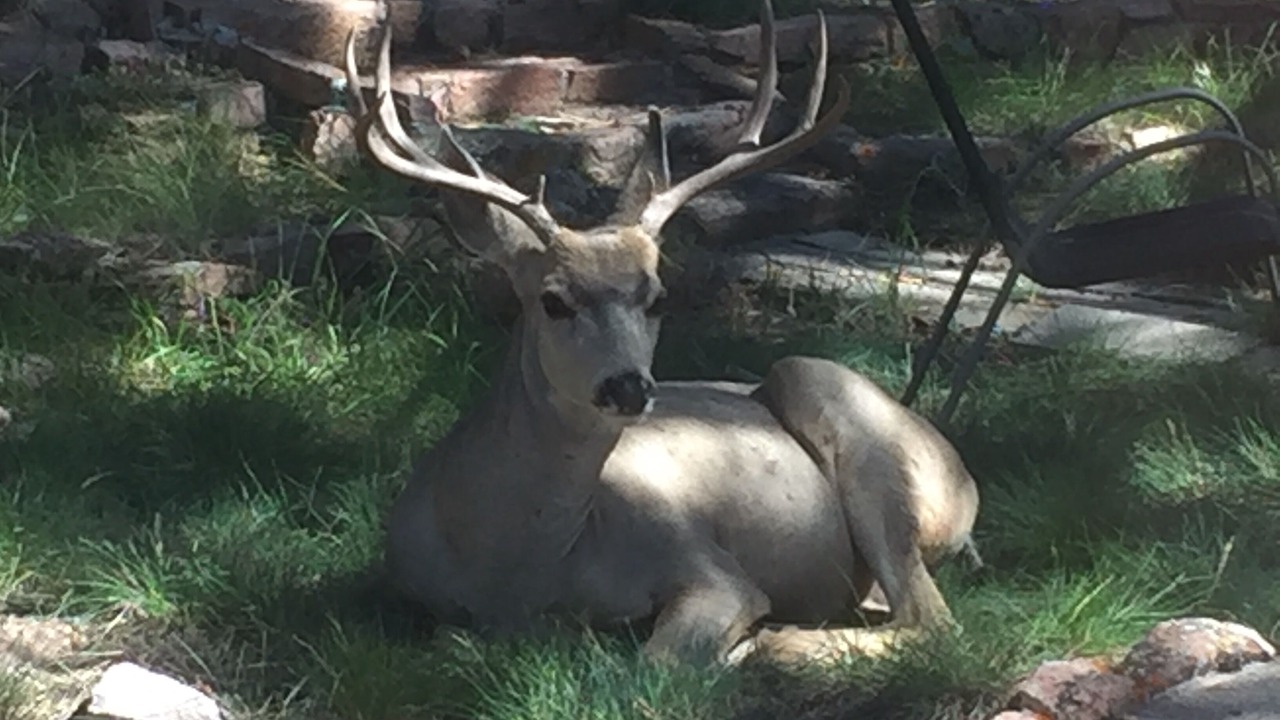 Photo of Others in Woodland Park