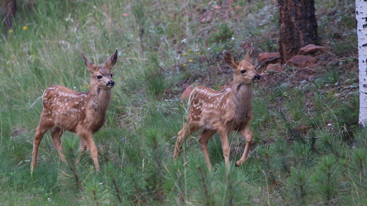 Photo of Others in Woodland Park