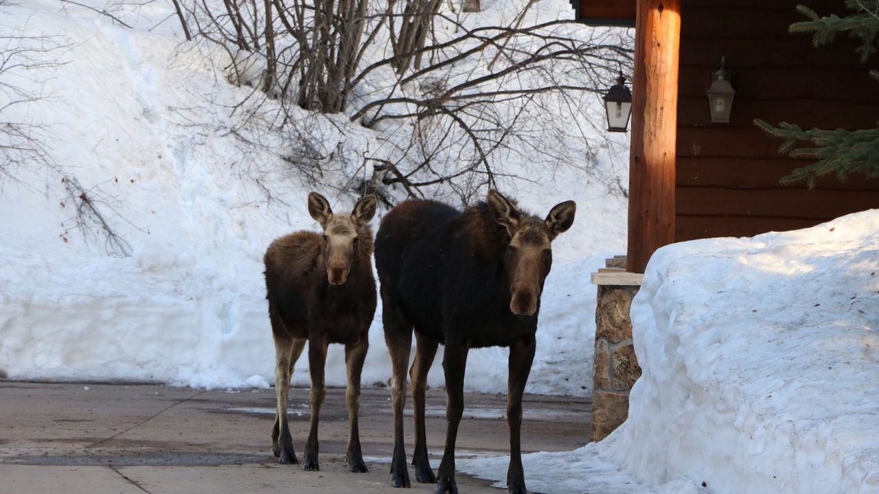 Photo of Others in Steamboat Springs