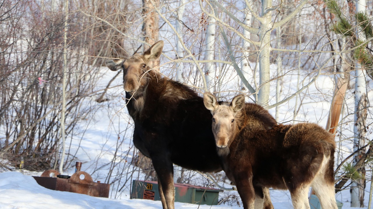 Photo of Outdoor in Steamboat Springs