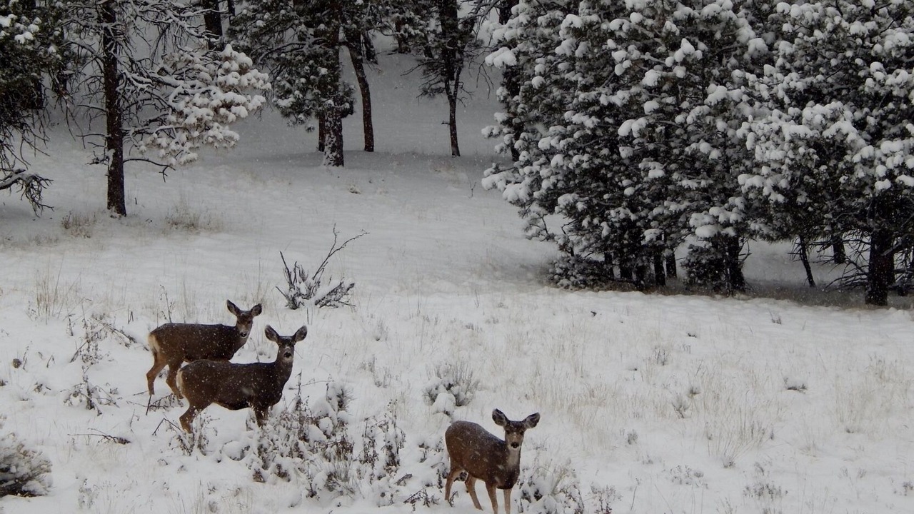 Photo of Others in Westcliffe