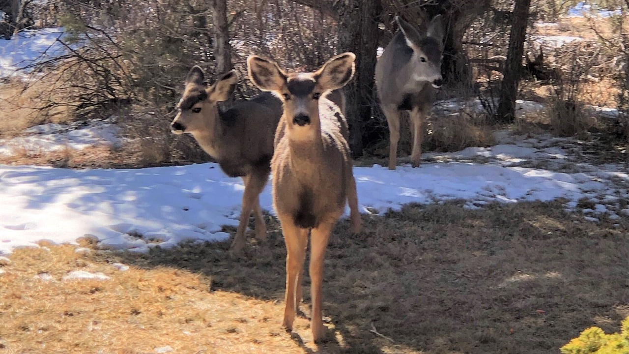 Photo of Others in Durango - Purgatory
