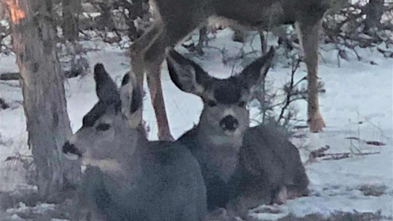 Photo of Others in Durango - Purgatory
