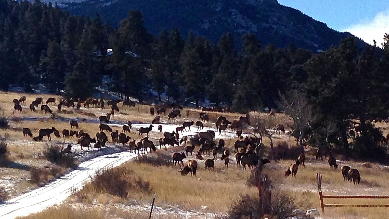 Photo of Others in Estes Park