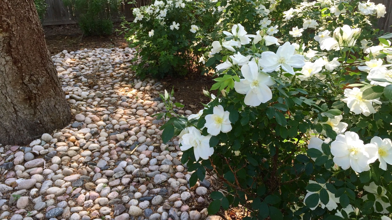 Photo of Outdoor in University North