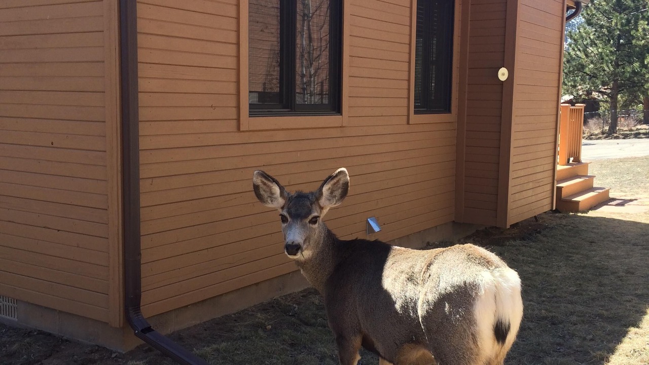 Photo of Others in Estes Park