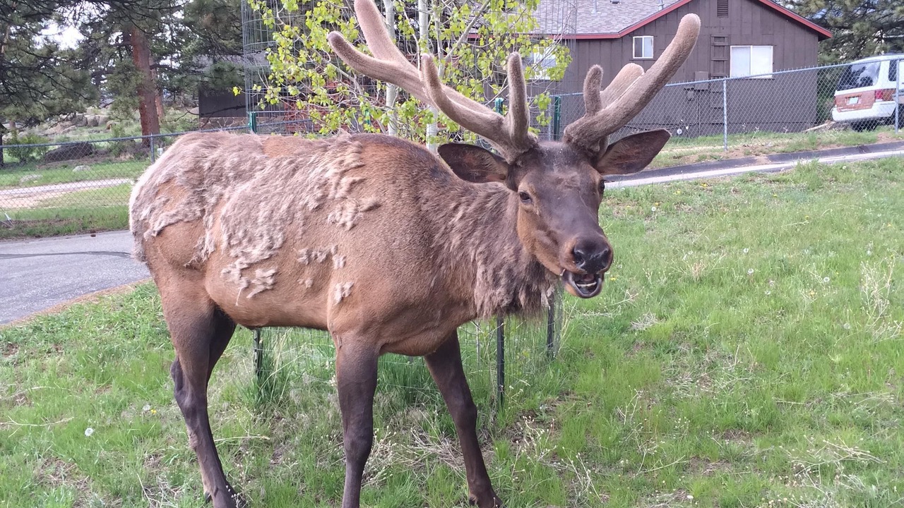 Photo of Outdoor in Estes Park