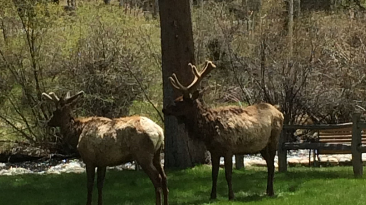 Photo of Outdoor in Estes Park