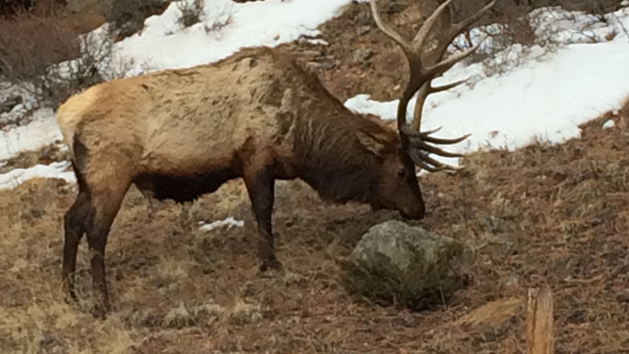 Photo of Outdoor in Estes Park