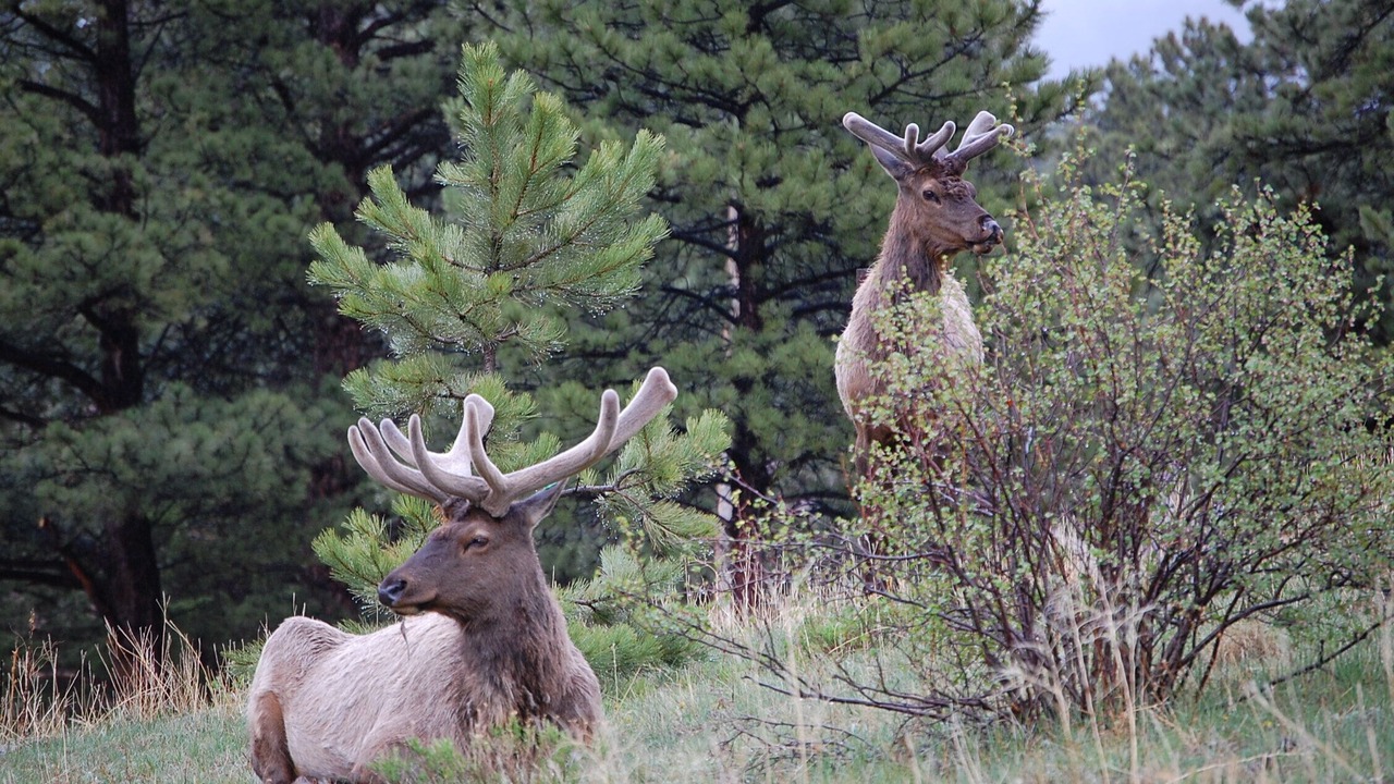 Photo of Others in Estes Park