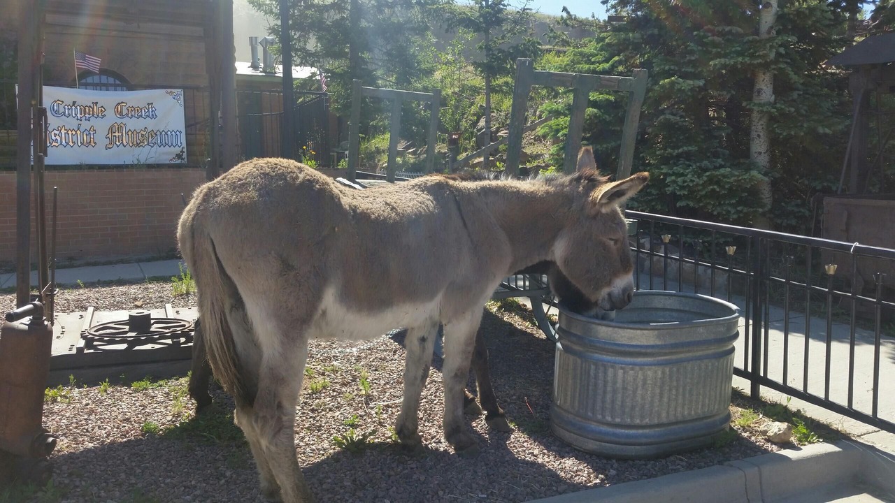 Photo of Others in Cripple Creek