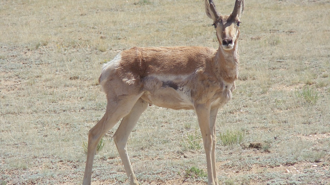 Photo of Others in Alma