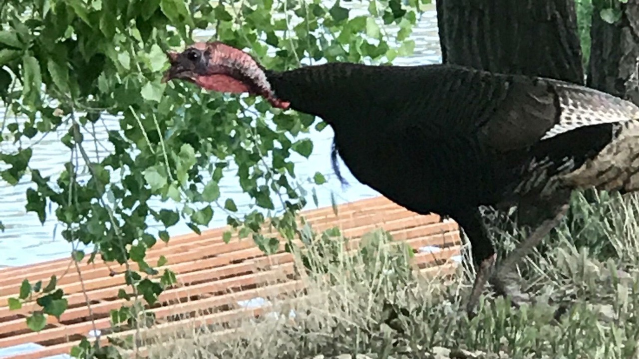 Photo of Others in Palisade