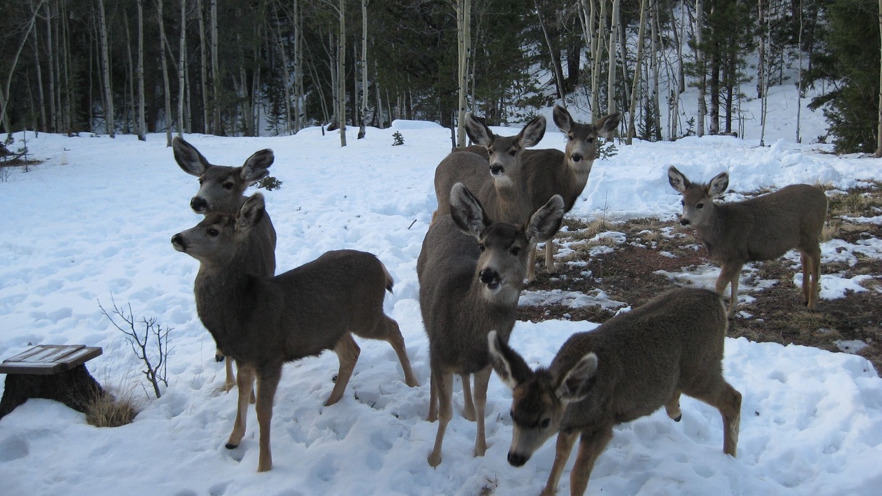 Photo of Others in Rainbow Valley