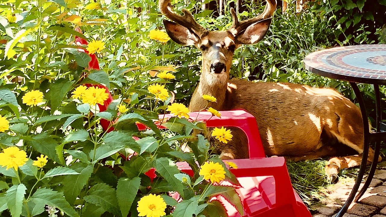Photo of Outdoor in Salida