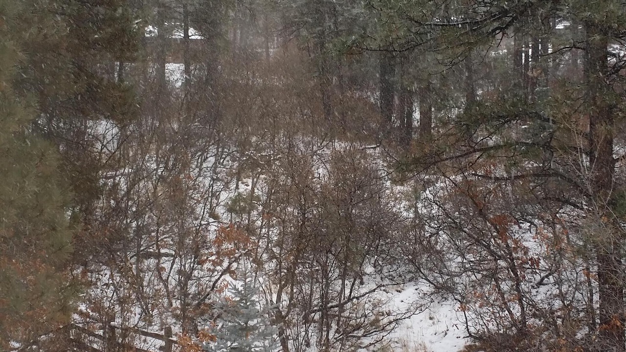 Photo of Others in Forest Lakes