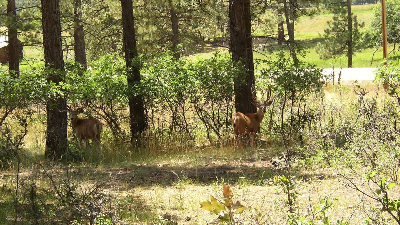 Photo of Others in Mancos
