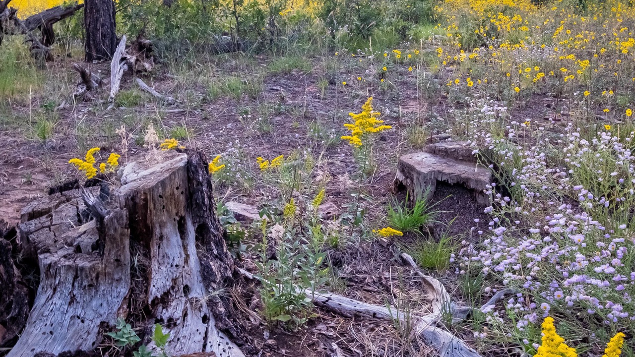 Photo of Outdoor in Mancos