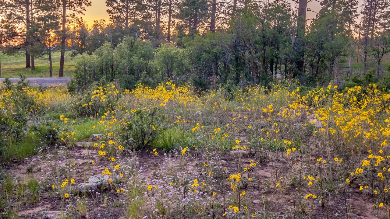 Photo of Outdoor in Mancos