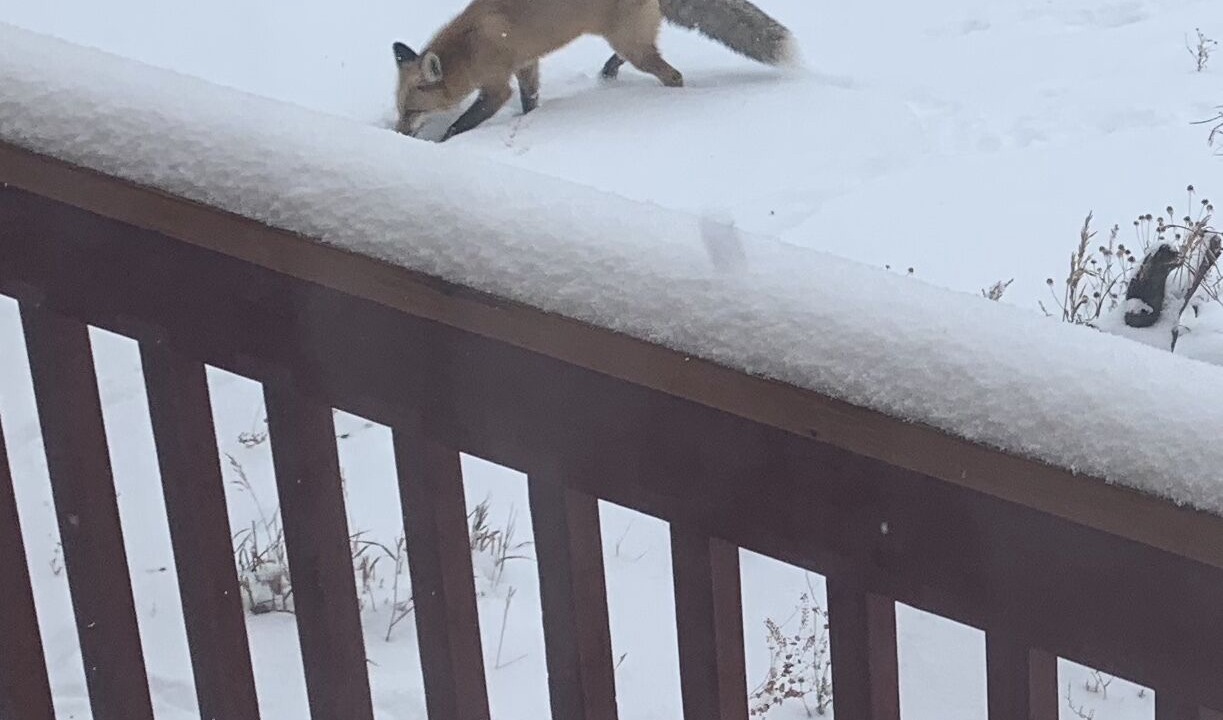 Photo of Others in Dillon
