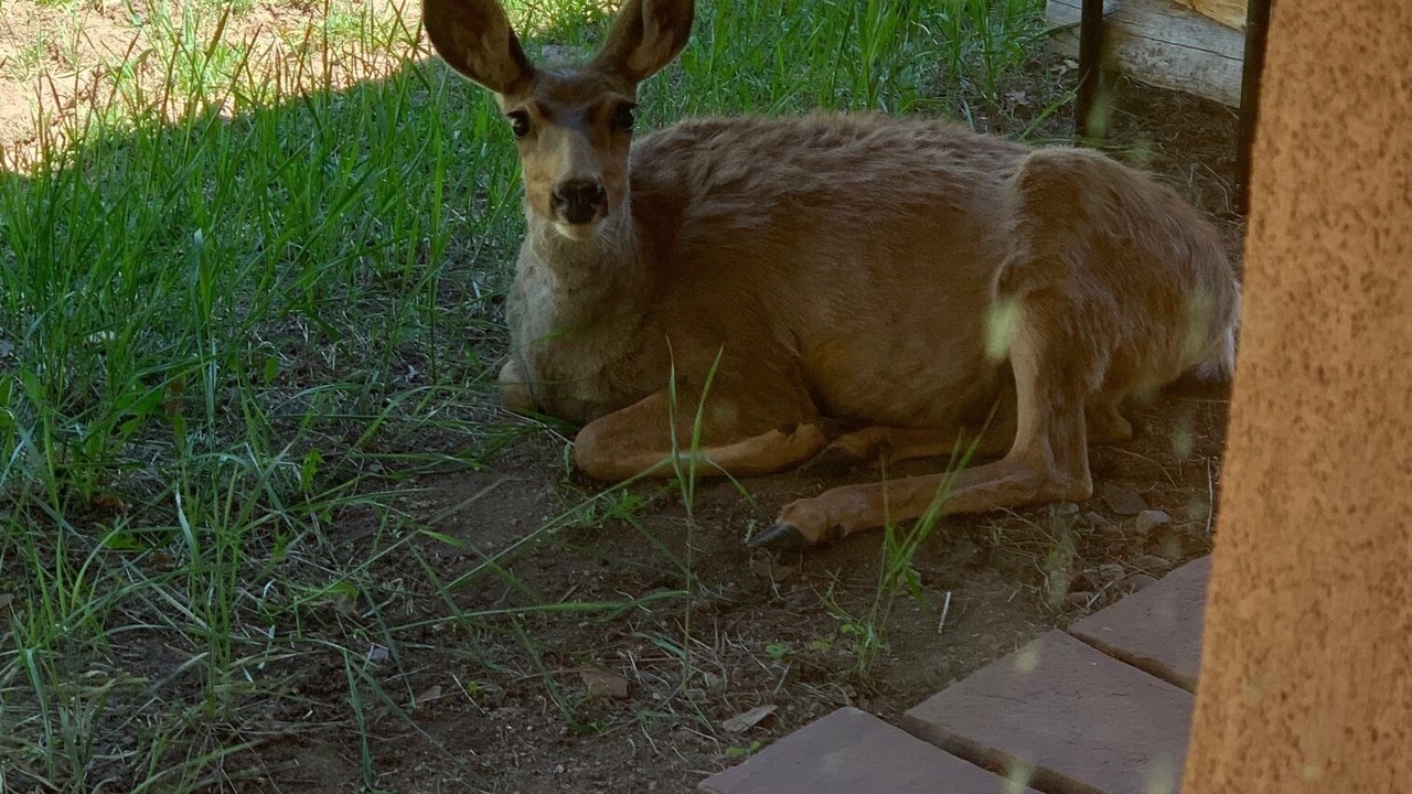 Photo of Outdoor in Elk Meadows