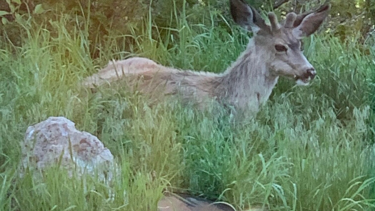 Photo of Outdoor in Elk Meadows