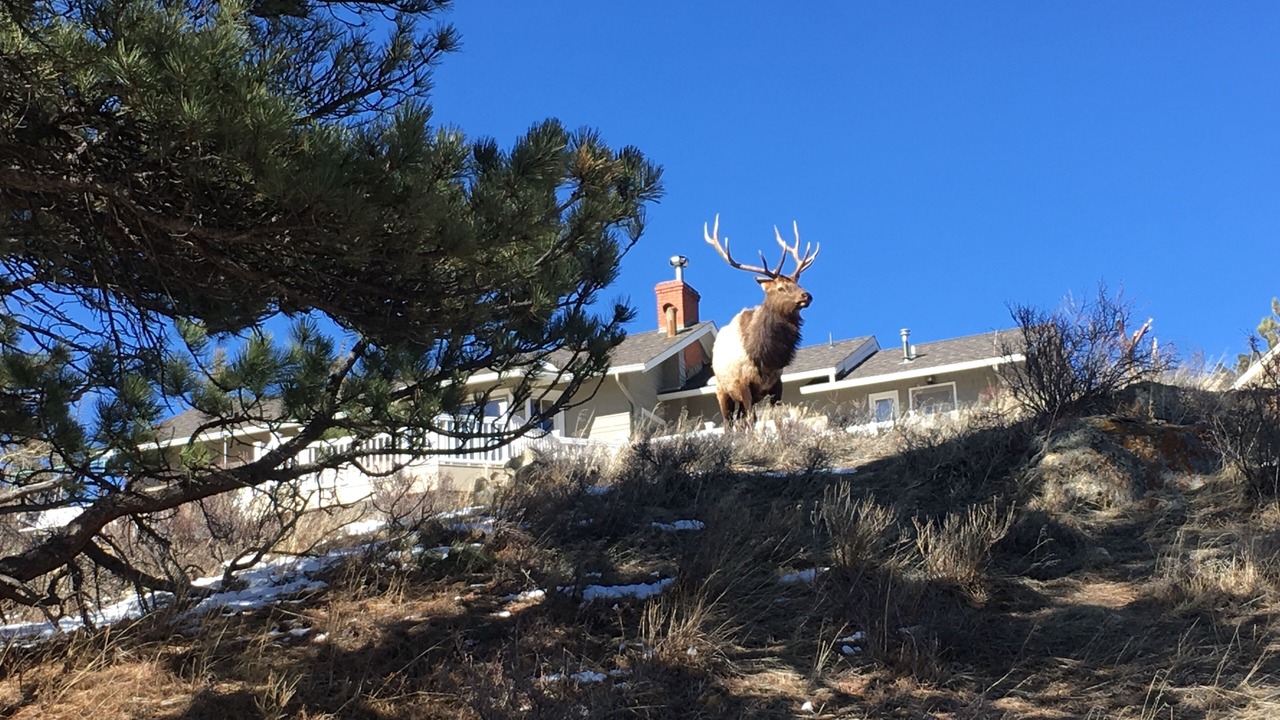 Photo of Others in Estes Park