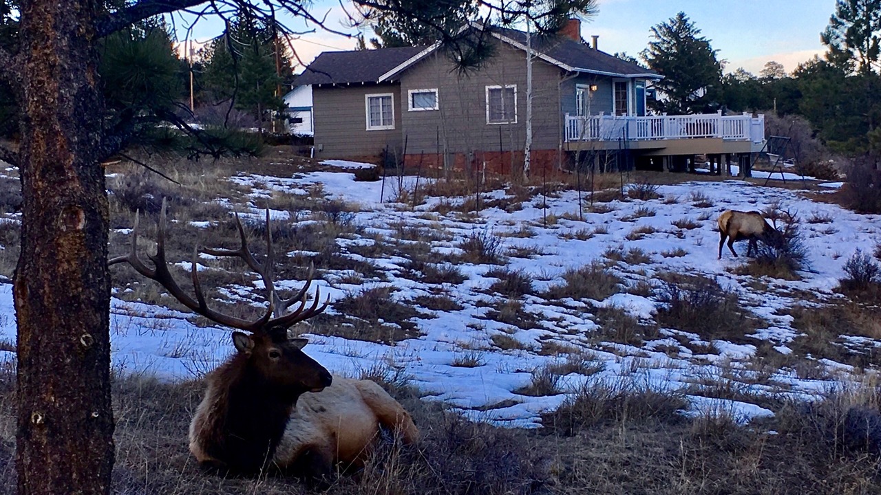 Photo of Others in Estes Park