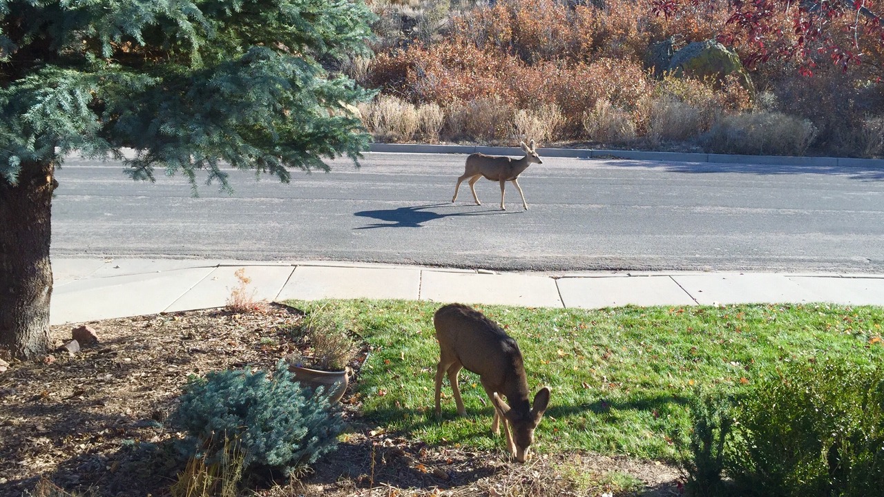 Photo of Others in Northwest Colorado Springs