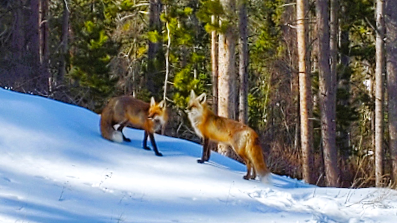 Photo of Others in Forest Hills