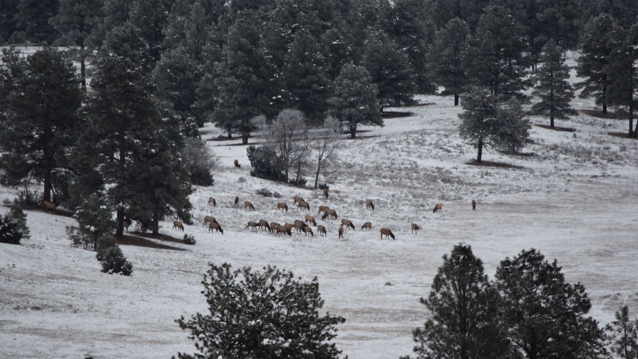 Photo of Others in Pagosa Springs