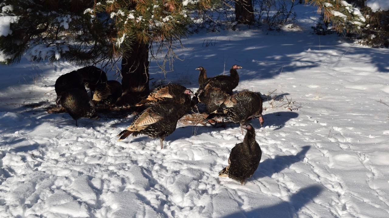 Photo of Others in Pagosa Springs