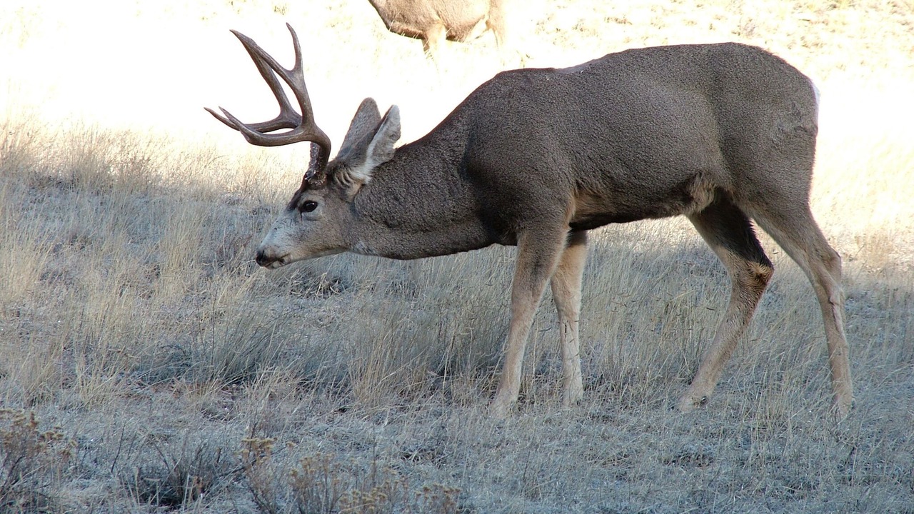 Photo of Outdoor in Park County