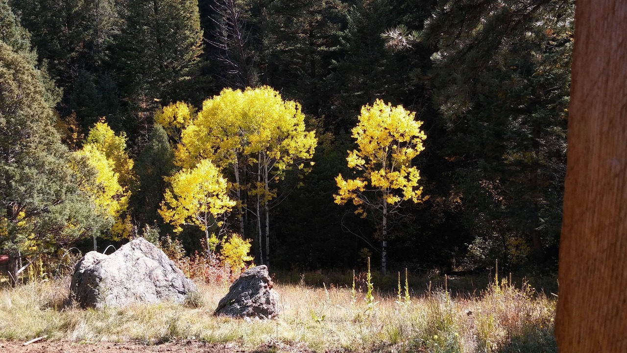 Photo of Outdoor in Pine