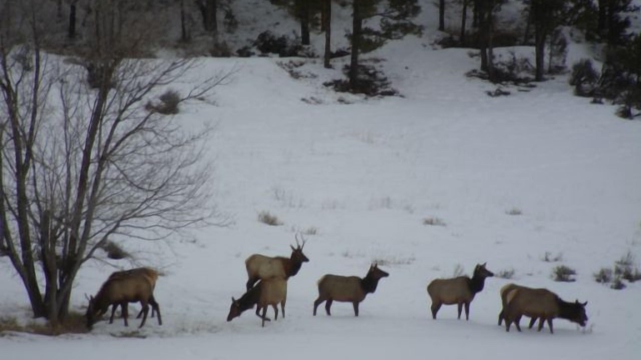 Photo of Others in Missouri Heights