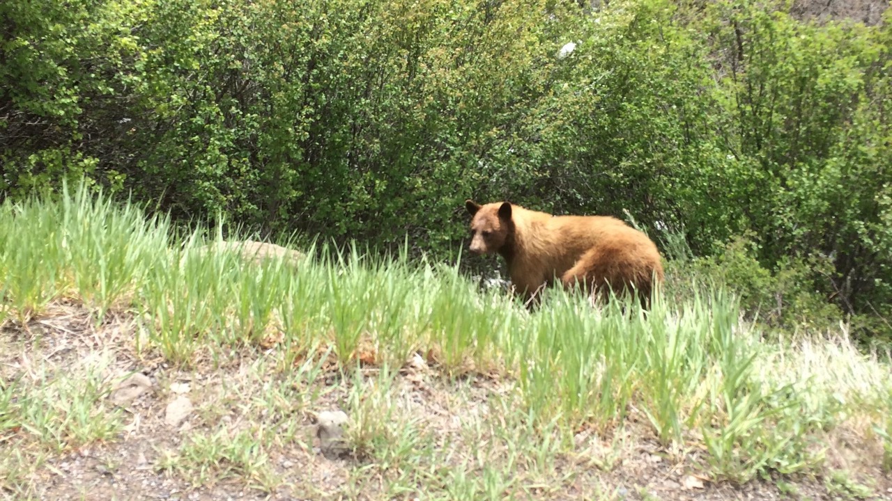 Photo of Outdoor in Collbran