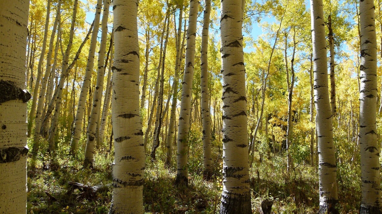 Photo of Outdoor in Collbran