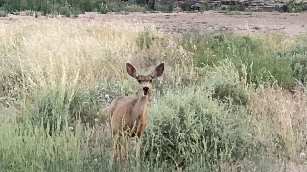 Photo of Others in Cortez