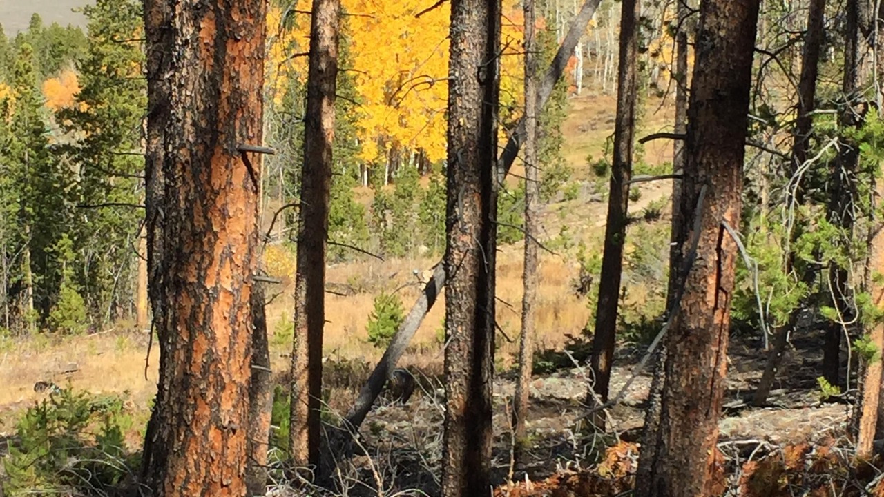 Photo of Others in Silvercreek
