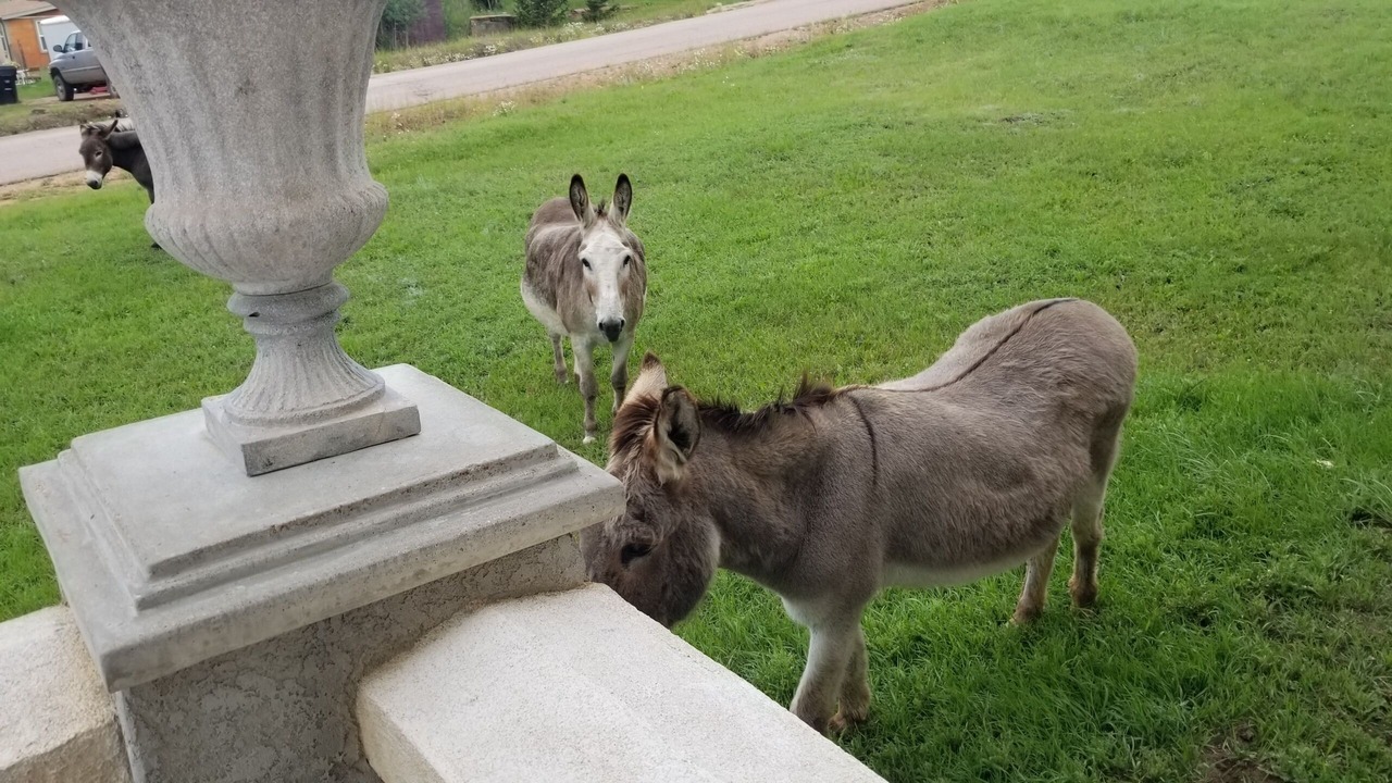 Photo of Others in Cripple Creek