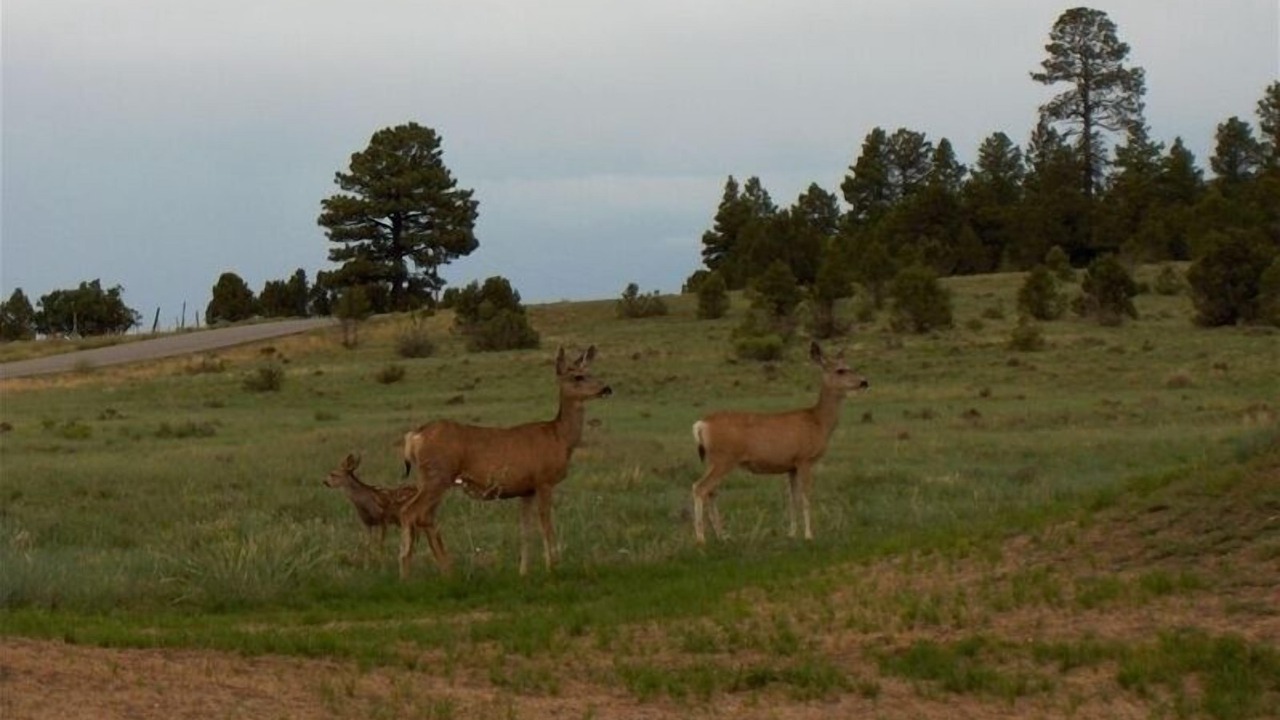 Photo of Others in Ridgway