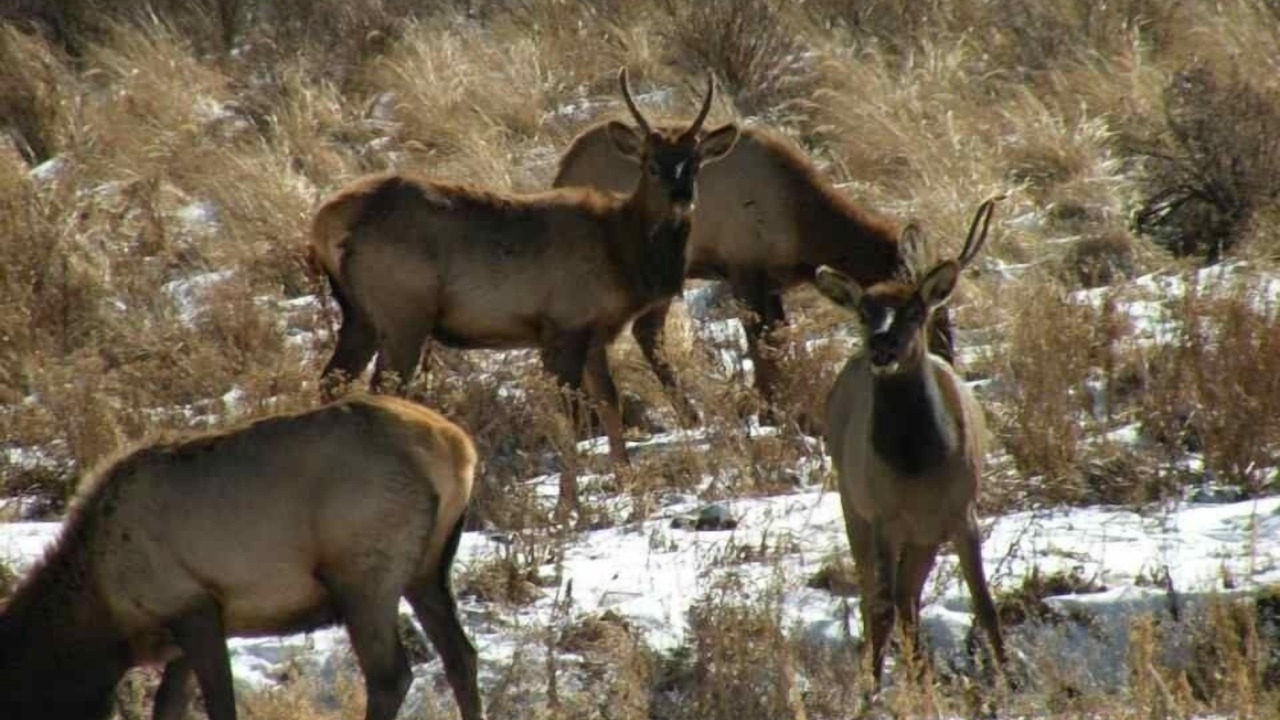 Photo of Others in Alma