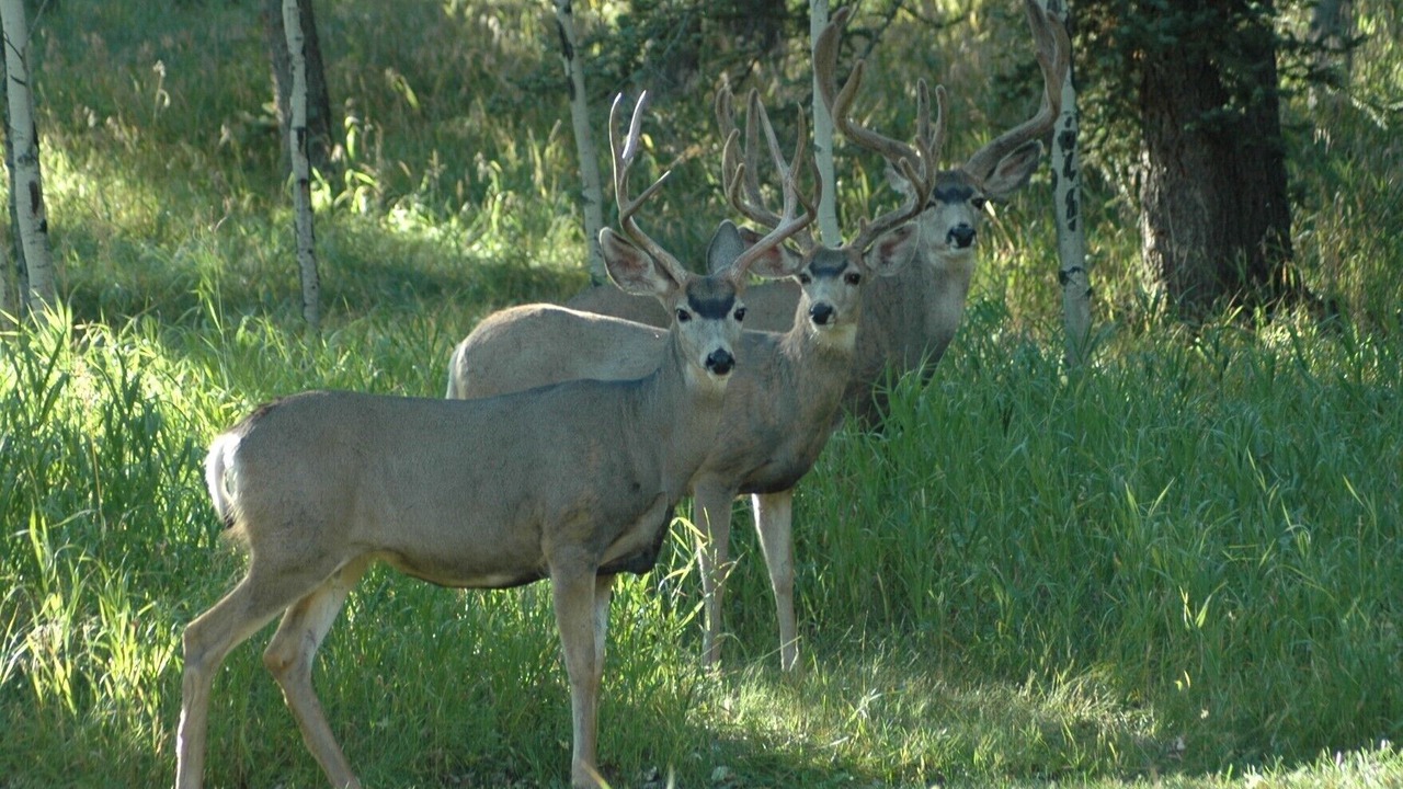 Photo of Others in Cascade