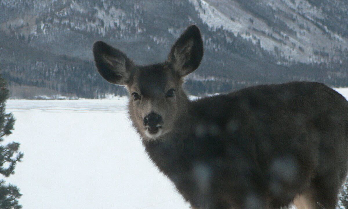 Photo of Others in Twin Lakes