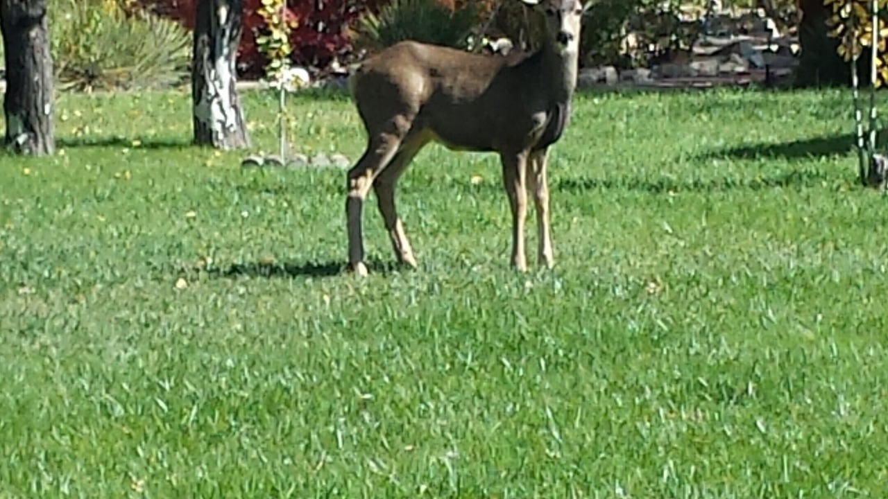 Photo of Others in Cortez