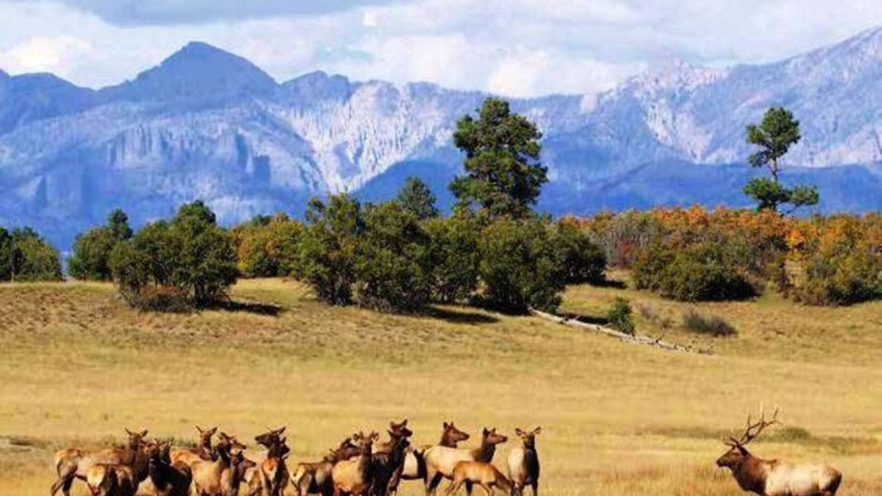 Photo of Others in Pagosa Springs