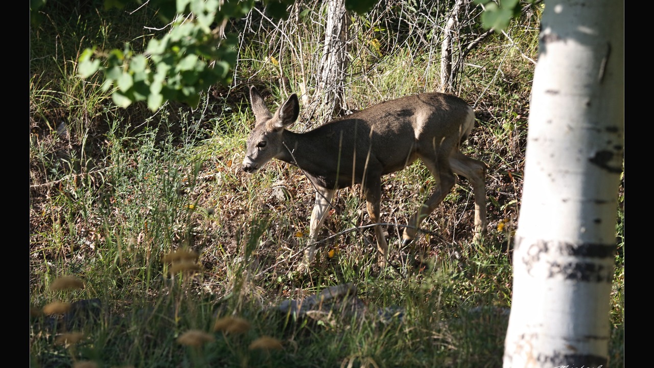 Photo of Others in Ridgway