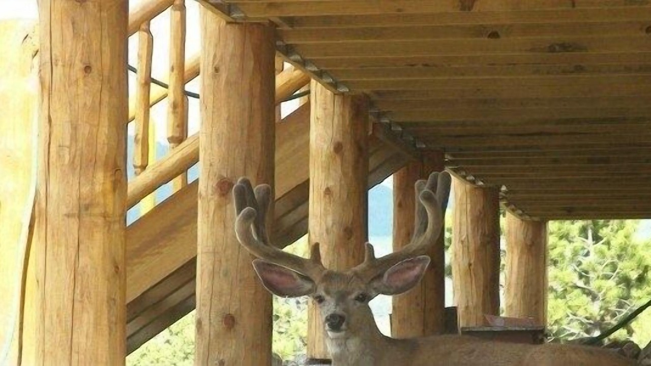 Photo of Outdoor in Westcliffe