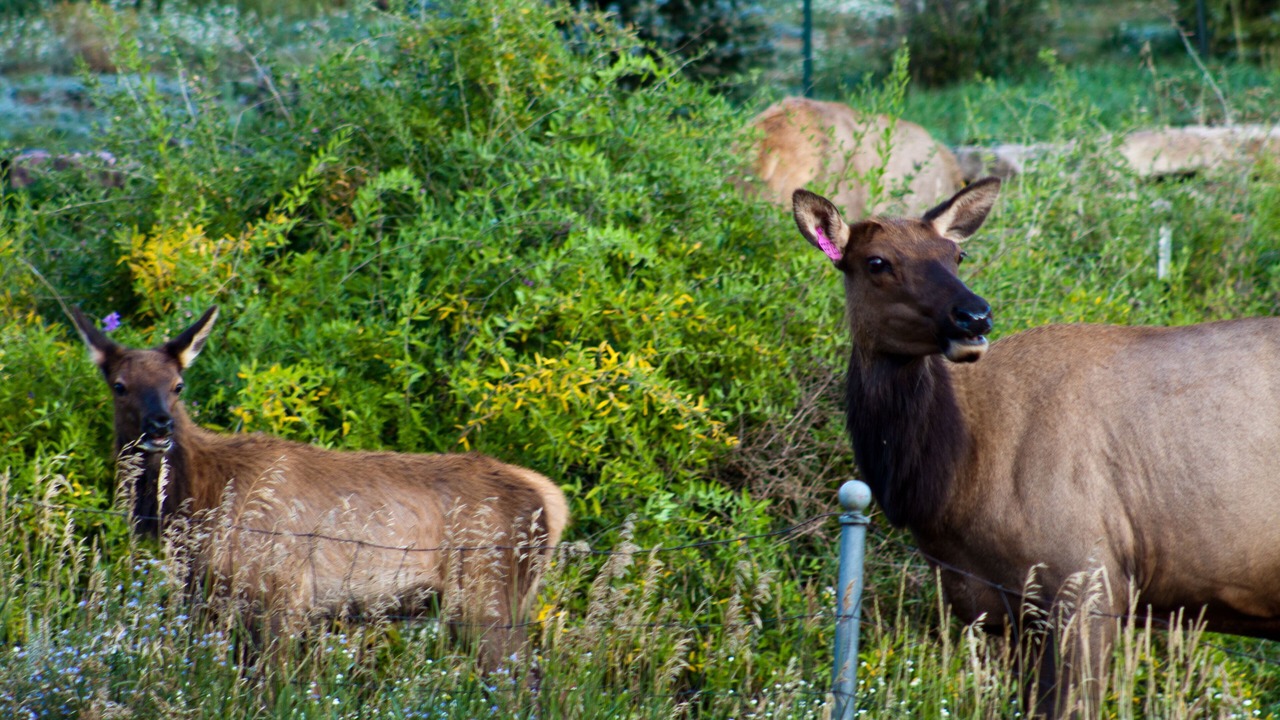 Photo of Others in Estes Park